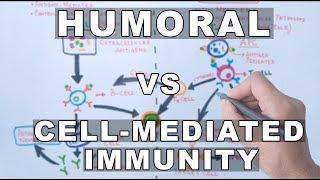 Humoral and Cell Mediated Immunity