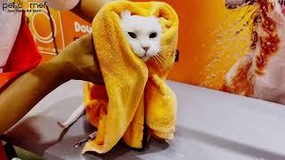 Pet Corner Cat Grooming! Mobile Grooming & In Store Grooming in UAE