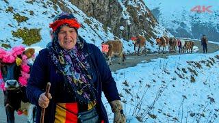 When the Migration Day Comes - Return to Zorlu Plateau | Documentary ▫️4K▫️