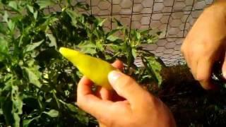 How to Harvesting Your Hot Peppers