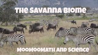 Savanna Grassland Biome Facts