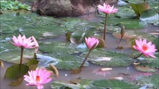 Nature's BEAUTY......the ' Water Lily Pond ' @ the riverPark , Bishan !