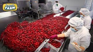 INSANE Cherries Factory! Witness The Scale of This Mass Production of Cherries!