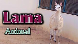 Amazing Lama Animal Farming || Lama Farming || Lama at Farmhouse #lama #animals #birds #pets