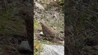 Climbing Mount Brewer and South Guard Peak Adventure Day 1  ️ #MountBrewer #SouthGuard #highsierra