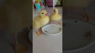 Cute baby ducks drinking water#duck  #cute