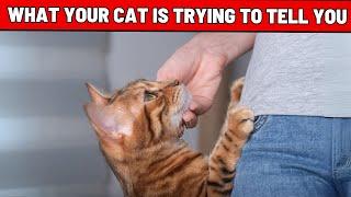 12 Sounds Cats Make When Seeing Their Cat Parents and Why - What Your Cat Is Trying to Tell You