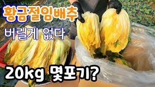 속노란 황금절임배추 20kg  몇포기? 절임배추가격?