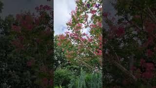 이 멋진 배롱나무는 값이 얼마나 되나?  How much does this wonderful baron tree cost