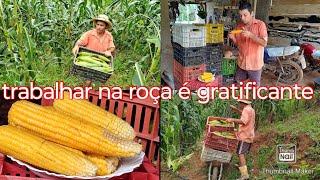 A última colheita de milho  a lavoura é pequena mas a colheita foi farta #vidanaroça #farturanaroca