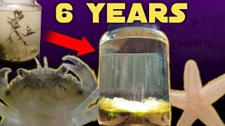 Six Years Ago I Put Saltwater in a Jar, This Happened | Natural Saltwater Ecosphere 6 Year Update