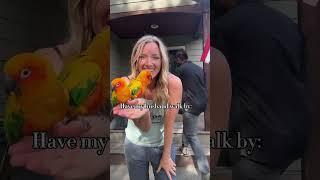 How to tell my sun conures apart!  #parrot #parrots #birds #sunconure #funnyvideo