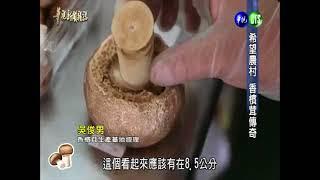 「香檳茸」是什麼? 對你我健康的好處? 樂活生技