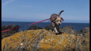 2012-05-19 Ellie's Walks long ago - Ellie on  Scottish Beaches