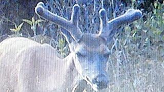 Left the trail camera out and saw these...