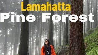 Lamahatta Pine Forest , Darjeeling | Darjeeling Tour 2024 | Kaltu Raz | Red Studio