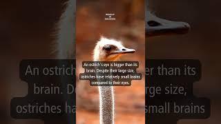 Today's Insight: ostrich #shorts #facts #information #knowledge #daily #ostrich #animal #dailyshorts