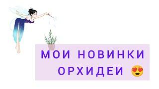 Новинки зимы и весны /Часть 4/ Орхидеи