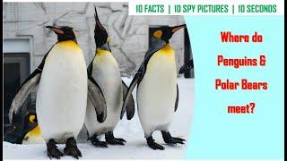 I Spy Penguin Challenge - Animal facts / Brainteaser [ Spot and Find Puzzles ]