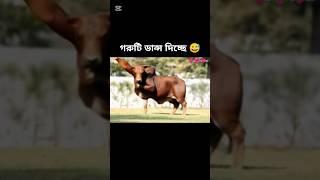how possible cow dancing #sorts #sortvideo #viralshort #cow #dance #foryou #ai #edit #funny