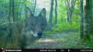 Algonquin Park Trail Cam Footage 2016/17