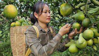 Harvest Green Oranges Goes to market sell - Cooking with my daughter | Lý Phúc An