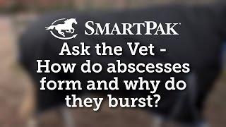 Ask the Vet - How do abscesses form and why do they burst?