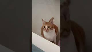 猫咪打喷嚏珍贵影像