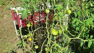 Still gardening 
