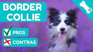  15 VENTAJAS Y DESVENTAJAS de tener un BORDER COLLIE   La raza de perro MAS Inteligente