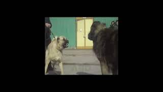 kangal vs Caucasian shepherd fight dangerous dog #shorts