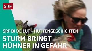 Sturm bringt Hühner der Claridenhütte in Gefahr | Hüttengeschichten – SRF bi de Lüt 2024 3/6 | SRF