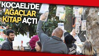 Tarihi Çınar Ağaçlarından 'Kitap' Topladılar