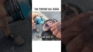 기분 전환할때 보는 동물들