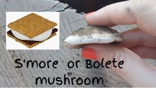 S'more or Bolete mushroom?  You decide.