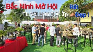 Tin Mới ! TOÀN CẢNH TL KINH BẮC Bonsai 99 ngày Khai Mạc với hơn 300 TP RẤT ĐẸP .