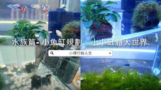 #小魚缸 規劃 #水妖精 #過濾器 小小缸體大世界