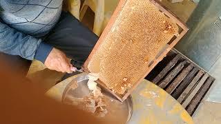 Honey bee,   मधु / शहद निकालने की प्रक्रिया-2