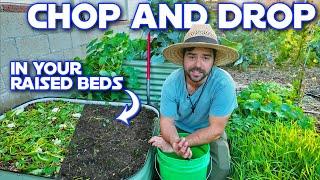 How I CHOP And DROP Directly In My Raised Beds