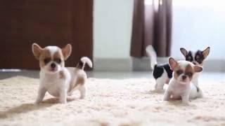 Chihuahua Puppies