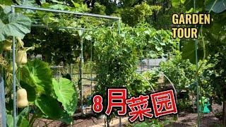 August 2024 garden tour. 参观菜园 分享种植经验