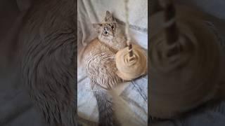 Что такое артпряжа? Полет в неизвестность! Никогда не знаешь на 100% результат.           #прядение