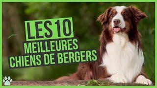 Les 10 meilleurs chiens de bergers