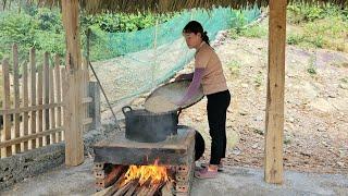 cook food for pigs, harvest corn to sell at the market - live with nature | Chuc Thi Hong