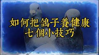 【赛鸽经验分享】如何把鸽子养健康的7个小技巧