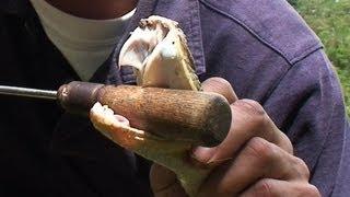 Handling Venomous Snakes in Costa Rica