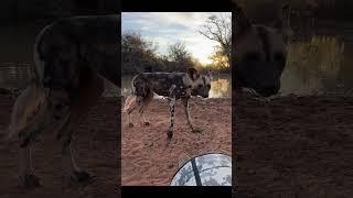 Up-Close with African Wild Dogs: Low-Angle Shots on Foot!
