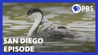 San Diego: America’s Wildest City | PBS NATURE Documentary