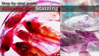 02R Soaking: Alizarin Red Staining, Step-by-step guide; 2023 1130 02 RedB