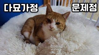 때리는 고양이를 말리다 싸우는 고양이! 이건 누구의 잘못인가?